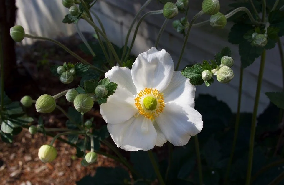 plants A-B — issima